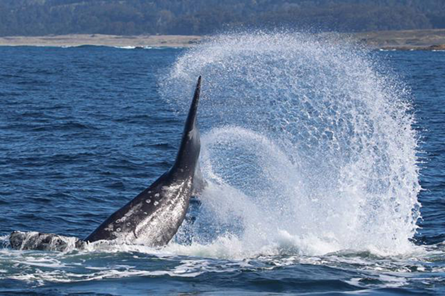 CA-Grey-Whale ©Ron Levalley