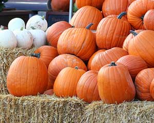 pumpkins in a pile