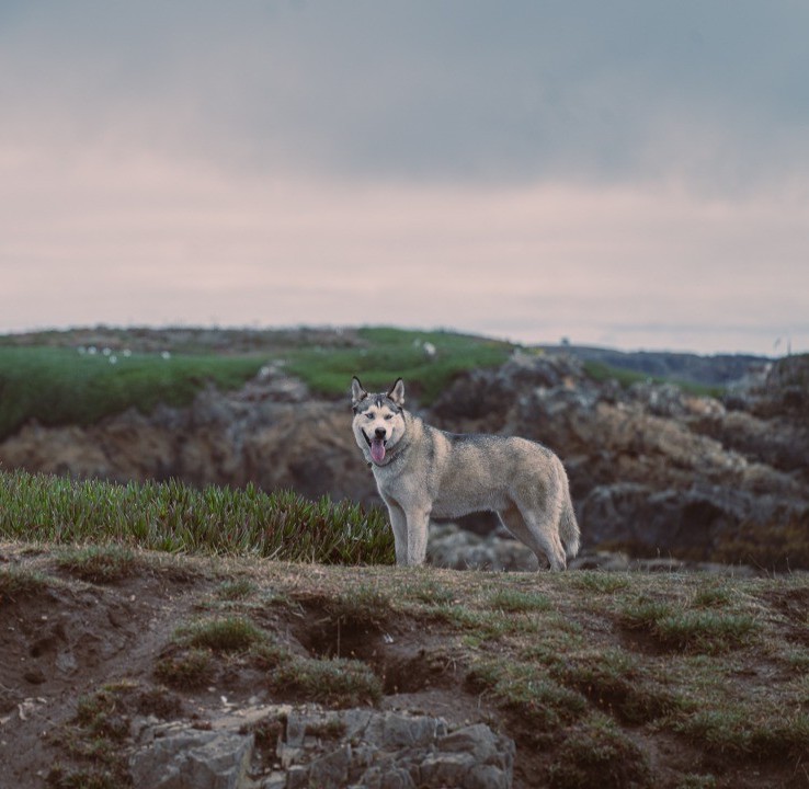 Dog Friendly Mendocino - Visit Mendocino County